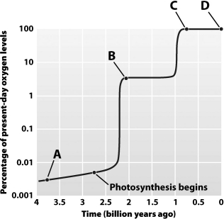 At which labeled point in the graph below are the first eukaryotes thought to have evolved?   A) Point A B) Point B C) Point C D) Point D