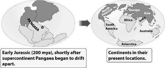 During the time of Pangaea, an ancestor of modern crocodiles inhabited the region marked by the star in this map (left in the figure below) .   Where would you expect to find fossils of this animal today (the map on the right) ? A) Northern Hemisphere B) on every continent C) Africa D) Antarctica