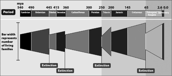 The figure below shows the number of living taxonomic families that existed on Earth during the last 540 million years. The sudden decreases in family numbers at 445, 360, 250, 200, and 65 million years ago represent Earth's five mass extinction events. Based on this data, which mass extinction had the biggest impact on the overall diversity of life on Earth? A) 200 million years ago B) 250 million years ago C) 360 million years ago D) 445 million years ago