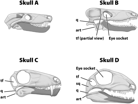 Which of these skulls below belongs to a mammal?   A) Skull A B) Skull B C) Skull C D) Skull D