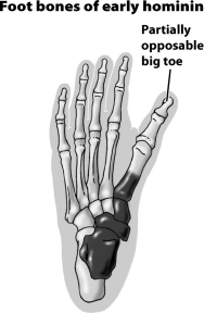 What does the positioning of the toe indicated by the arrow in this figure suggest about the owner of this fossil hominid foot?   A) This hominid probably spent all of its time climbing through trees. B) This hominid was a hybrid produced from the mating of a Neandertal and an archaic human. C) This hominid has a partially opposable toe. It probably walked upright and spent some time in trees. D) This hominid was a member of an extinct line of human evolution that lived exclusively in water. It was probably the source of the myth of the mermaid.