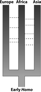 Examine the diagrammatic representation below of the multiregional hypothesis for the origin of modern humans. If this hypothesis is valid, what allowed all three hominid groups to develop into one species despite their different geographical locations?   A) gene flow B) genetic drift C) adaptive radiation D) plate tectonics