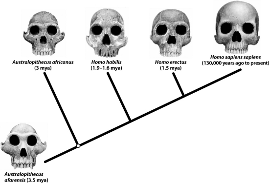 Based on the evolutionary tree in the figure below, Homo sapiens sapiens and Homo erectus both evolved from Homo habilis.   