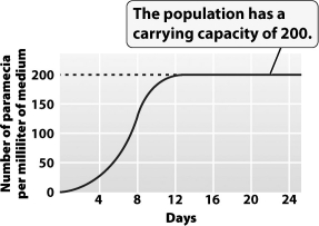 The graph below shows the growth of a Paramecium population.   The greatest amount of daily growth occurred when the population was at approximately _____ percent of its carrying capacity A) 10 B) 25 C) 50 D) 100