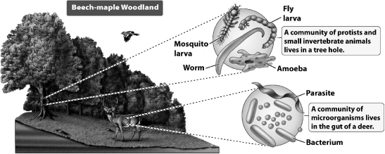As the figure below illustrates, communities vary tremendously in size from as large as an entire forest to the digestive system of a single deer.   How do biologists recognize communities? A)Communities have no fixed boundaries; their sizes are simply defined according to what is convenient at a given point in time. B)Communities can be nested within a larger one; for example, the deer is part of the woodland, which is part of the forest. C)Communities are characterized by their species composition. D)All of the above are used to recognize communities.