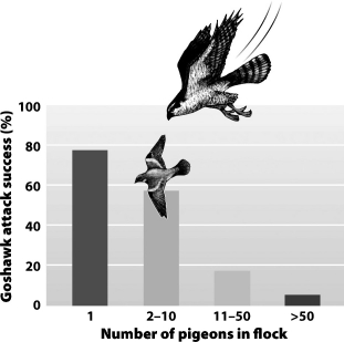 Examine the graph below.   Research indicates that goshawk predation is much less effective when prey species, like wood pigeons, are in large flocks. This is true because A) large flocks are just temporary aggregations of several small flocks. B) large prey flocks may be able to better provide advance warning of predators. C) predatory birds are generally afraid of large prey flocks and will not attack birds in them. D) small flocks are more likely to have parasites that change behaviors, making the prey more susceptible to predation.