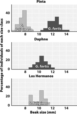 The figure below shows that the cohabitating ground finches on Pinta Island (topmost graph) experienced character displacement, with birds specializing in either smaller seeds or larger seeds.   Predict the outcome of this cohabitation if large and small seeds had not been initially available. A) The two species would have been in direct competition and one would become extinct on the island. B) It would proceed exactly as illustrated except that the range of beak sizes would be less varied. C) Coevolution would have caused the native plants to produce the necessary variety of seed sizes. D) The less competitive species would have shifted its feeding preference to insects.