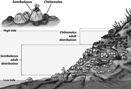 As the figure below illustrates, the distribution of numerous intertidal organisms is restricted to bands or zones. The upper limit to the zone is determined by tolerance to physical factors like desiccation, whereas the lower boundary is determined by a biological interaction such as competition.   What could account for the lower limit for Semibalanus? A) competition from adult Chthamalus living in deeper water B) the force of the waves on the lower portions of the rock C) predation from less tolerant predators like sea stars D) overheating during low tide exposure
