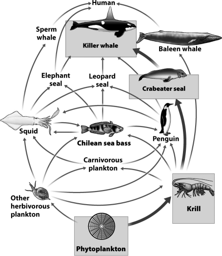 Food webs, like the one in the figure below, help biologists predict the impact to a community that changes in species abundance might produce.   After studying the food web above, select a reasonable outcome following the complete disappearance of leopard seals. A) Killer whales may decline because they eat leopard seals. B) Chilean seas bass may increase because one of their primary predators is gone. C) Baleen whales will increase as more krill becomes available. D) Sperm whales may decline as squid become less abundant.