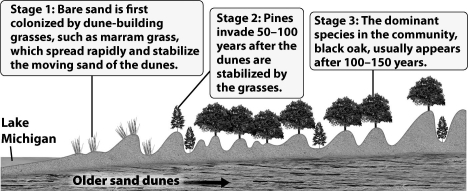 The figure below illustrates how, although pines first established themselves as the dominant tree in the Lake Michigan sand dune community, black oaks ultimately become the dominant species.   What best explains the gradual reduction of the pine? A) Oaks trap sand, causing the dune to level out; pines can only survive in the low, protected areas between the dunes. B) Pine needles and the shade from existing pines improve the soil composition and moisture, allowing oaks to become established and preventing new pines from surviving. C) Pines replace the grasses but this destabilizes the dune and increases the amount of moving sand; the loss of pines is not related to the presence of the oaks. D) Actually oak seeds were always present in the sand; they simply require more time to germinate.
