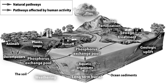 The figure below illustrates how nutrients cycle between organic and inorganic reservoirs. Within each reservoir the nutrient may be available or unavailable for use.   According to the figure above, what is the inorganic reservoir where phosphorus is unavailable? A) the atmosphere B) the soil C) ocean sediments D) decomposers