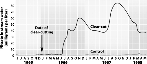 In the Hubbard Brook Experimental Forest in New Hampshire, a portion of the forest was first clear-cut, then sprayed with herbicides for 3 years to prevent growth. A second portion of the forest was not clear-cut or sprayed and served as a control plot. The graph below shows that nitrate, a form of nitrogen that is important to plants, was lost from the ecosystem in streams at a much higher rate in the clear-cut portion of the forest than in the control portion.   What best explains the small releases of nitrogen from the control portion of the forest at the Hubbard Brook Experimental Forest? A) Its nitrogen was sequestered in the forest biomass and temporarily unavailable. B) With intact vegetation to intercept the acid rain that falls in the area it failed to reach the soil and chemically react to release the nitrogen. C) With intact vegetation, rainwater washed little soil and nitrogen from the forest floor. D) All of the above contributed to the small amount of nitrogen loss.