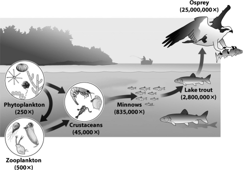 The figure below shows the relative concentration of polychlorinated biphenyls (PCBs)in several members of a lake food web.   Although the lake trout and minnow are both fish, the lake trout is more contaminated. Why? A)Lake trout are bigger so their bodies can store a greater quantity of PCBs. B)PCBs dissolve poorly in water but readily in fat; lake trout have a higher percentage of body fat than minnows. C)Lake trout are large and long-lived; when they respire they pass water over their gills allowing the PCBs in the lake to accumulate in their bodies. D)Lake trout fed on minnows, whereas minnows fed on crustaceans.