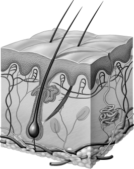 After viewing the image below, one should conclude that   A) the image is that of a tissue made of multiple organs. B) the image is that of an organ made of multiple tissues. C) cells are large and create large organs. D) only one type of tissue can make up a specific organ.