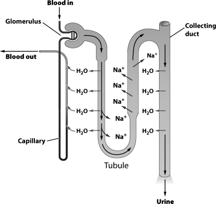 The figure below illustrates how the nephron in a human kidney aids in the removal of toxic by-products of protein metabolism and assists in the regulation of internal water and solute concentrations.   In the region of the nephron labeled  tubule,  sodium is A) leaving the tubule by diffusion. B) being pumped out of the tubule by active transport. C) moving out of the tubule through osmosis. D) exiting the tubule via secretion.