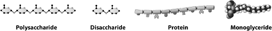 The figure below shows four types of nutrients that are absorbable by animal cells.   Which of the above molecules could be absorbed by the digestive tract without further digestion by enzymes? A) polysaccharide B) disaccharide C) protein D) monoglyceride
