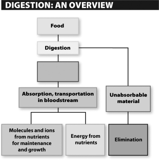 The empty label in the following scheme most likely should read   A) carbohydrates. B) fiber. C) all broken-down materials. D) all usable nutrients.