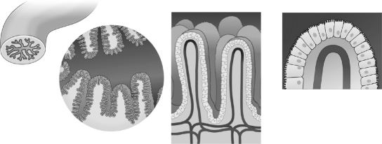 The image below is illustrating the   A) small intestine lined with villi in order to increase nutrient absorption. B) large intestine lined with villi in order to increase nutrient absorption. C) small intestine lined with cilia in order to increase nutrient absorption. D) large intestine lined with flagella in order to increase nutrient absorption.