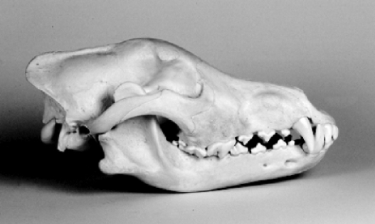 Examine the photograph below of an animal skull.     The characteristics of this skull suggest that it belongs to a ____________________, the type of animal that consumes only ____________________.