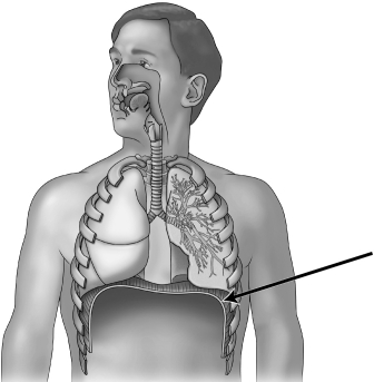 In the figure below, the arrow is pointing to the   A) bronchus. B) trachea. C) diaphragm. D) larynx.