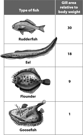 Examine the table below.   Based on the data in this table, which of these fish is probably the fastest swimmer? A) rudderfish B) eel C) flounder D) goosefish