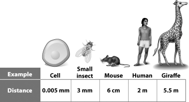 The figure below illustrates body size and diffusion time.   Which of the following examples represents the quickest diffusion time? A) Small insect; insects have high metabolisms, thus diffusion occurs quickly. B) Giraffe; tall animals generate a lot of heat energy, which allows diffusion to occur quickly. C) Cell; it has the shortest distance across. Diffusion slows over longer distances. D) Human; omnivores have more complex metabolic chemistry, which requires higher diffusion rates.