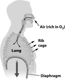 The figure below illustrates the inhalation step of gas exchange in humans.     In this figure, the diaphragm and the muscles of the rib cage are ____________________ [relaxed or contracted].