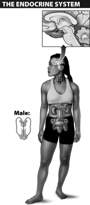 After studying the image below, which of the following conclusions can be drawn?   A) There are only five organs that are affected by hormones. B) Hormones are secreted by glands and can only affect organs near the sight of secretion. C) Hormones are released through ducts. D) Endocrine glands can ultimately interact with the brain and other parts of the nervous system.