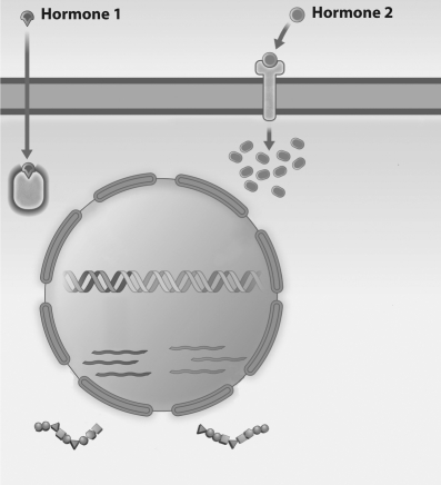 In the figure below,   A) Hormone 1 is hydrophilic and is being used to turn on a gene. B) Hormone 1 is hydrophobic and is being used to turn off a gene. C) Hormone 2 is hydrophilic and is being used to turn on a gene. D) Hormone 2 is hydrophobic and is being used to turn off a gene.
