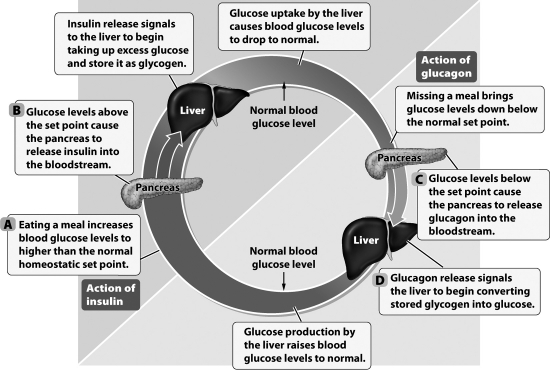 Four stages in the process of balancing glucose levels in the blood are highlighted by letters in the figure below.   Which letter corresponds to the stage that is impacted by type 2 diabetes? A) Stage A B) Stage B C) Stage C D) Stage D