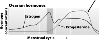 The graph below shows the levels of estrogen and progesterone over the course of the menstrual cycle.   What event is caused by the rapid decrease in hormones in the region indicated by the arrow in the upper right portion of the graph? A) ovulation B) menstruation C) formation of the corpus luteum D) follicle maturation