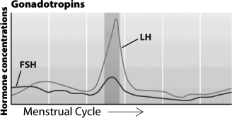 The graph below shows the levels of gonadotropins throughout the menstrual cycle.     The darker gray region of the graph corresponds to the period when ____________________ occurs in the ovaries.