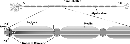 The figure below illustrates how a neuron with a myelinated axon transmits signals.   What is happening in Region A of this figure? A)An action potential is moving between two nodes of Ranvier. B)Neurotransmitters are rapidly diffusing between two nodes of Ranvier. C)An electric charge is moving rapidly between two nodes of Ranvier. D)Myelin is carrying sodium ions between two nodes of Ranvier.