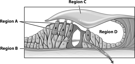 The figure below illustrates the organ of Corti, a part of the cochlea in the human inner ear.   What labeled region of this figure of the organ of Corti is directly stimulated to vibrate in response to the air movements caused by sound? A) Region A B) Region B C) Region C D) Region D