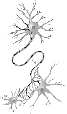 Examine the figure below.     The path of the arrows in this figure indicates the movement of ____________________ through a neuron.