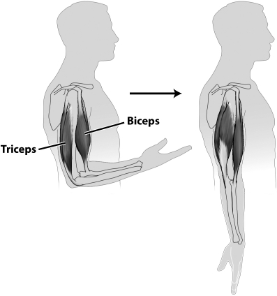The figure below shows the change that occurs in two muscles when the arm goes from a bent to a straight position.   For this to occur, A) the triceps contract and the biceps relax. B) the biceps contract and the triceps relax. C) both the biceps and the triceps contract. D) both the biceps and the triceps relax.