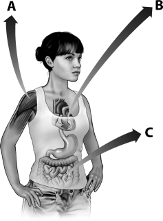 Examine the figure below.   Which letter indicates a region of a human where you would find muscle that lacks sarcomeres? A) A B) B C) C D) All human muscle contains sarcomeres.