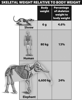 By analyzing the chart below, the following conclusion can be drawn:   A) The skeletal portion of body weight increases with larger animals. B) The skeletal portion of body weight decreases with larger animals. C) The skeletal portion of body weight increases with smaller animals. D) There is no correlation between the skeletal portion of body weight and animal size.