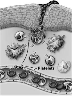 The image below depicts   A) adaptive immunity: antibodies are being made. B) passive immunity: neutrophils are being destroyed. C) innate immunity: memory cells are being made. D) inflammatory response: blood vessels are porous and leaking fluid.