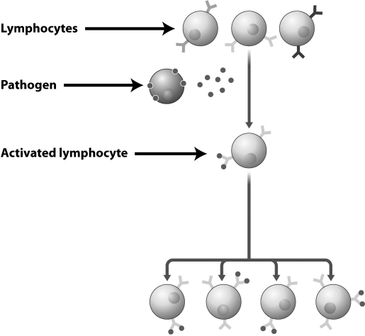 Examine the figure below.   Why is only one of the lymphocytes in this diagram activated by the pathogen? A) Antigens move through the immune system by diffusion, so the lymphocyte closest to the site of infection binds the antigen first. Once a lymphocyte is activated, it produces chemicals that prevent the activation of other lymphocytes. B) Lymphocytes are only activated if all of their receptors are bound by antigens. In this case, there were only enough antigens to fully activate one cell. C) Your immune system contains many different lymphocytes, each displaying a different antigen-binding protein. In this case, the antigen only matched the binding protein on the cell that was activated. D) Lymphocytes can only be activated by chemicals produced by the innate immune system. Only one of the cells in this diagram has been exposed to these chemicals.