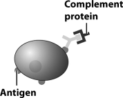 Examine the figure below.   Which of the following could happen to the pathogen depicted in this figure? A) The pathogen could use the complement protein to infect a self cell. B) The complement protein could attract a killer B cell that would phagocytize the pathogen. C) The complement proteins could attract other complement proteins that would form a hole in the pathogen's plasma membrane. D) The complement protein could attract a killer T cell that would inject toxins into the pathogen.