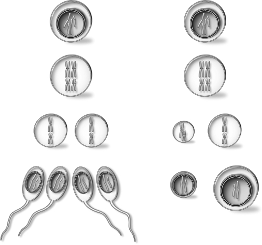 Study the diagram below. Which of the following sentences is true?   A) Sperm cells are genetically identical. B) Division of cytoplasm in oogenesis is unequal. C) Oogenesis results in the generation of two egg cells per oogonium. D) Sperm cells are created in only one round of meiosis.
