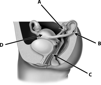 Which of the following structures are commonly manipulated for sterilization?   A) structure A B) structure B C) structure C D) structure D