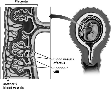 Examine this close-up of the placenta (on the left of the figure below) .   Why do the chorionic villi have the shape of a tree? A) The branches of the chorionic villi create a large amount of surface area for the exchange of nutrients and gases between maternal and fetal blood. B) The branches of the chorionic villi allow blood to flow back and forth more rapidly between the capillaries of the mother and her fetus. C) The branches of the chorionic villi create more locations where fetal capillaries can fuse directly with maternal capillaries. D) The branches of the chorionic villi create more surface area for the production of the amniotic fluid.
