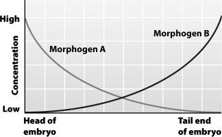 The graph below shows the normal concentration of morphogens A and B throughout a Drosophila embryo.   If morphogen B is injected into the head end of an embryo, the embryo is likely to develop A) normally. B) a second tail at the head end. C) a second head at the tail end. D) two heads at the head end.