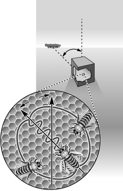 The movement of the bees in the image below represents   A) communication in the form of a  waggle  dance regarding food sources. B) a sense of panic communicated by the queen bee. C) the organizing of honey clusters in the hive. D) a learned behavior illustrating altruism.