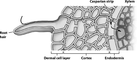 In the figure below, the line with the arrowheads indicates the cell-wall pathway for an absorbed nutrient.   What structure actually regulates the entry of nutrients into the plant's interior? A) the root cap B) the plasma membrane of root hair C) the plasma membrane of endodermal wall D) the cell wall of root hair