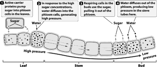 The figure below illustrates how food is transported in phloem tissue.   At what step(s) during the movement of sugar does the plant provide metabolic energy? A) steps 2 and 4, when water enters and leaves the phloem B) step 1, when sugars are loaded into the phloem C) step 3, when sugar diffuses into respiring cells D) All of the steps require the expenditure of metabolic energy.