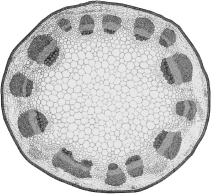 A plant with the arrangement of vascular bundles shown in the image below would be classified as a(n)____________________.