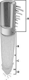The presence of root hairs in the region of this root tip labeled with the letter A suggests that we are looking at the zone of ____________________.   